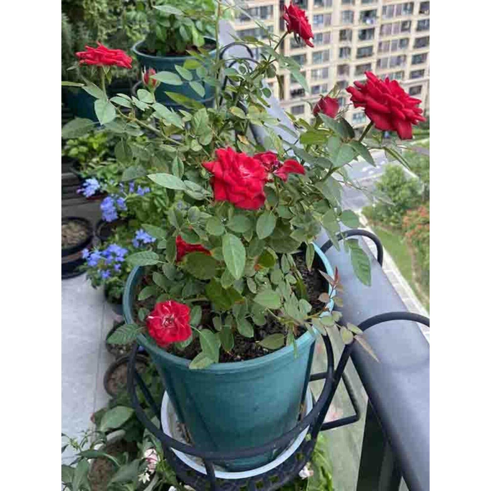 加宽钩花架,超大阳台栏杆,花盆架,挂铁护栏,玫瑰盆栽,家用储