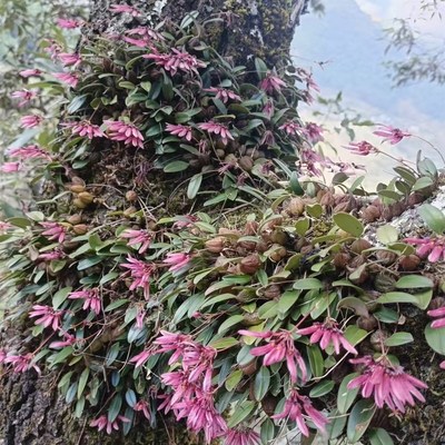 瓜珠石豆兰雨林缸造景迷你热植红宝石石豆兰一份