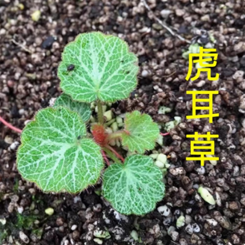 吸水石植物绿植珍珠草水陆缸雨林缸假山造景苔藓蕨微景观盆景植物