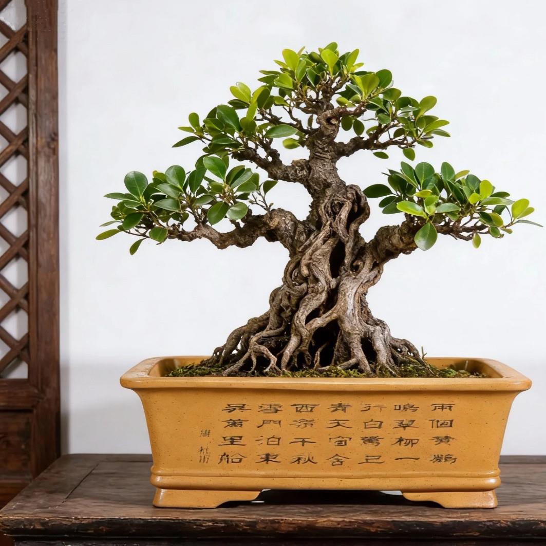 宜兴紫砂花盆长方形加深梅花老桩花盆特大号马槽盆景