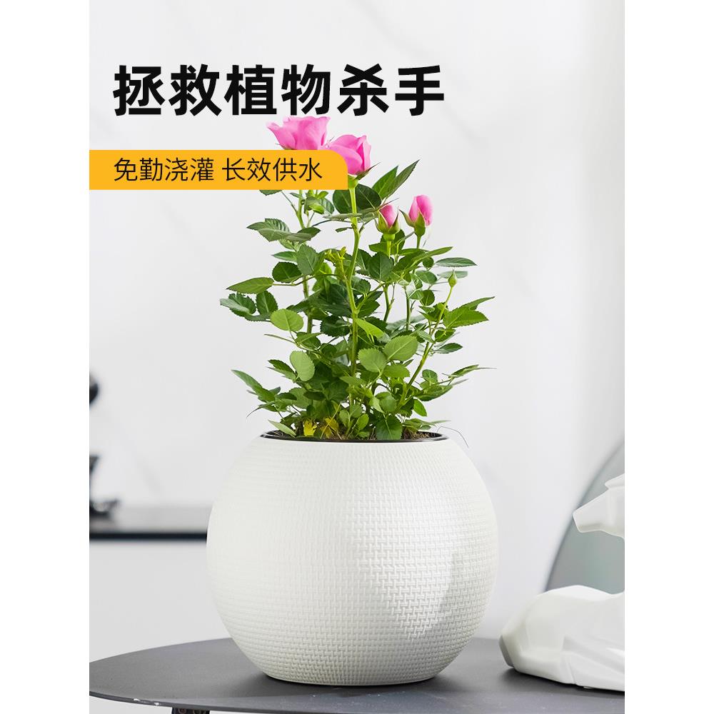 休闲球形自动吸水小花盆懒惰塑料盆景花盆室内桌面多肉盆栽盆栽防
