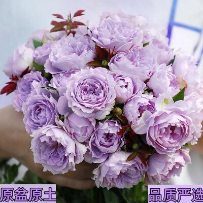 空蒙月季花苗灌木浓香特大盆栽花苗多季开花紫色玫瑰花卉耐晒耐热