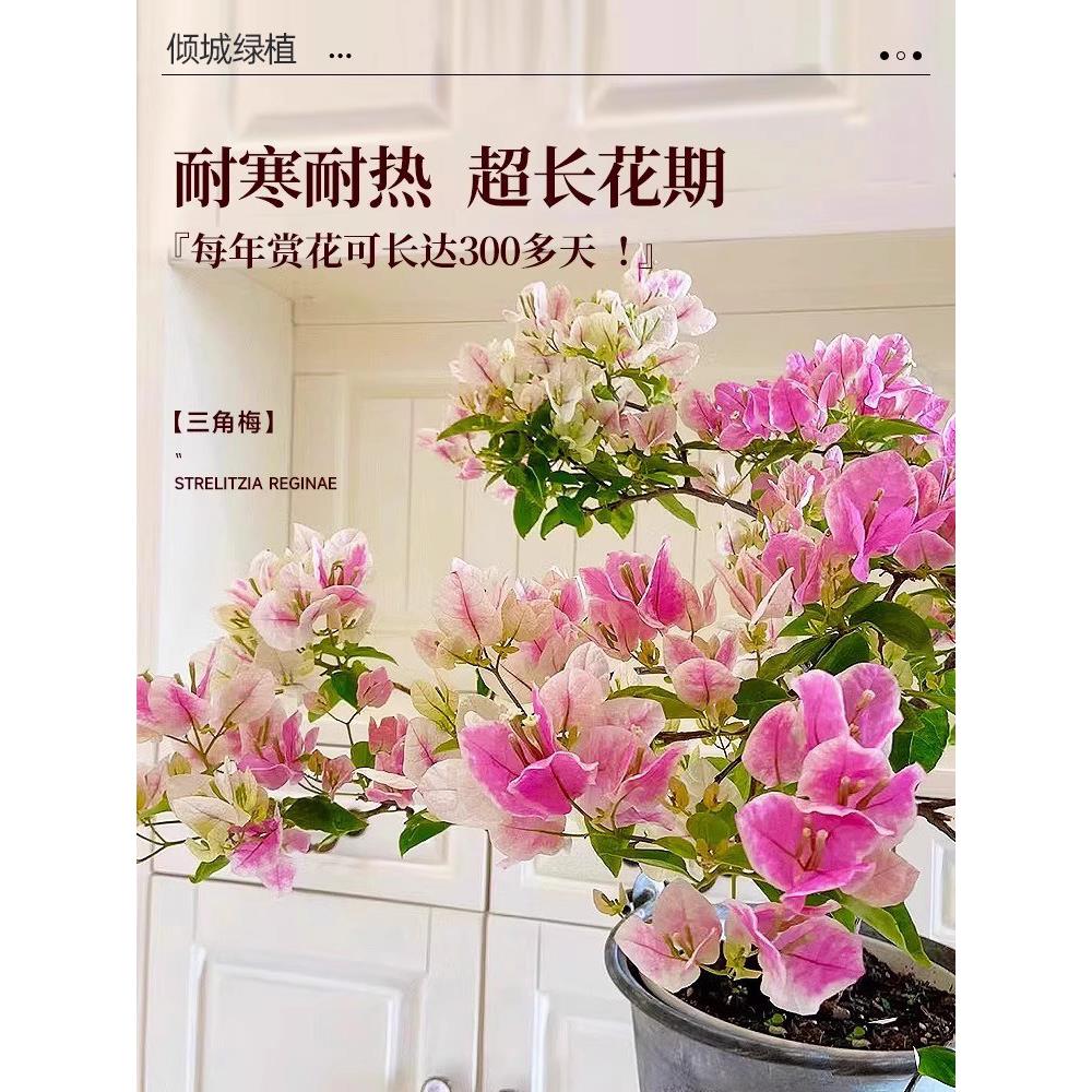 绿樱三角梅老桩带花盆栽爬藤重瓣爆开花大苗漳红樱安格斯庭院植物