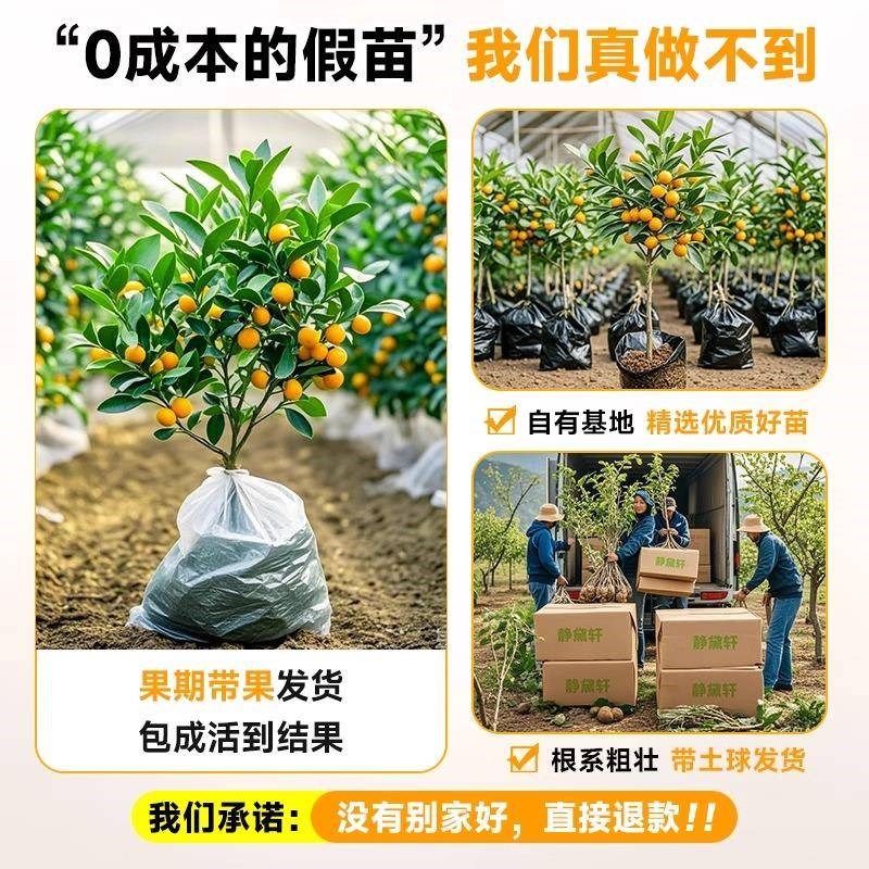 脆皮金桔树苗带果盆栽可食用金橘桔子树阳台庭院四季结果耐寒植物