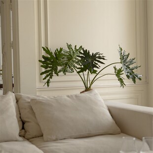 诗与自然 常绿净化空气ins简约风落地大绿植客厅 龙鳞春羽老桩四季