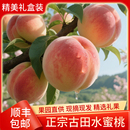 孕妇新鲜水果5斤10斤精品装 福建古田水蜜桃白凤桃脆甜大桃子当季