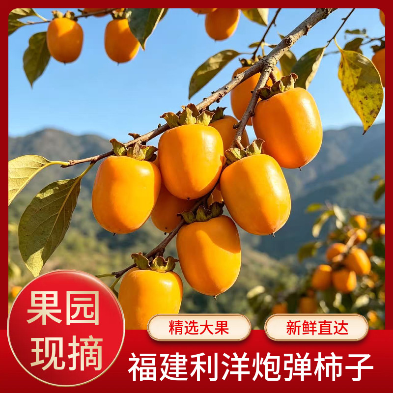 福建古田利洋炮弹柿子冰糖心甜脆硬柿子当应季新鲜水果现摘礼盒装
