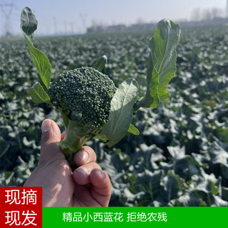 现摘新鲜小朵迷你西兰花农家自种西蓝花花椰菜原生花菜时令蔬菜,水产肉类/新鲜蔬果/熟食,叶菜类,淘宝优惠券,粉丝福利购,淘宝优惠卷