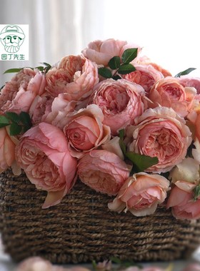 切花灌木 真宙 月季庭院四季开花带盆栽花卉蔷薇阳台玫瑰花苗浓香