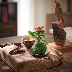 迷你小盆栽九里香竹柏苔藓球水培植物办公室内桌面绿植花卉小盆景