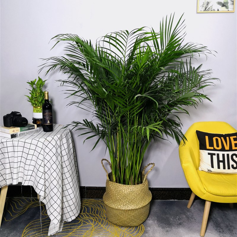 富贵椰子散尾葵凤尾竹盆栽办公室客厅室内四季常青大型绿植物包邮