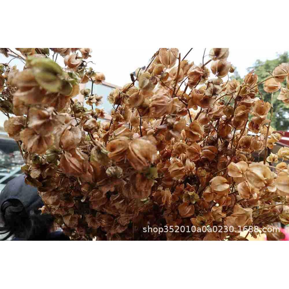 【灯笼果】干花枯黄材料婚庆用花果实婚礼场景布置拍照DIY道具