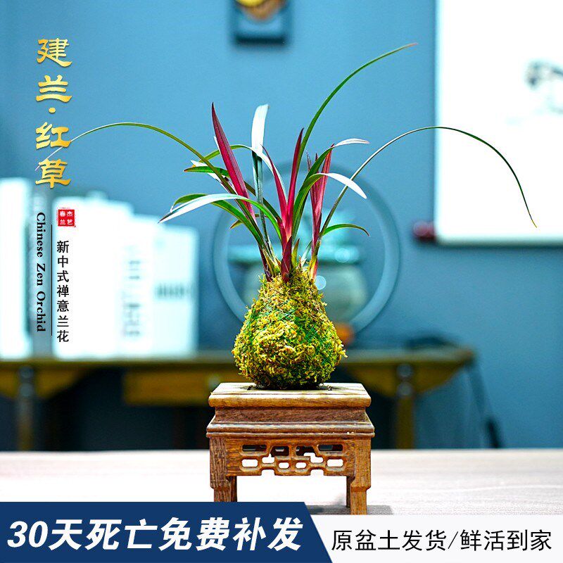 红草兰花苗 小红草红荷 建兰四季兰夏带花苞室内名贵好养花卉盆栽