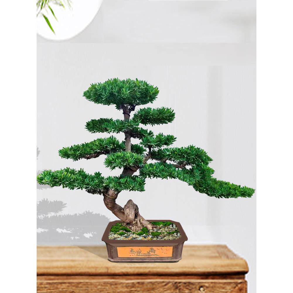 罗汉松盆景名贵老桩造型小型盆栽红芽金钻雀舌庭院别墅迎客松真树
