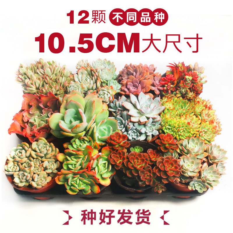壹分皿 多肉植物组合带盆大尺寸组合盆栽套装办公桌窗台肉肉