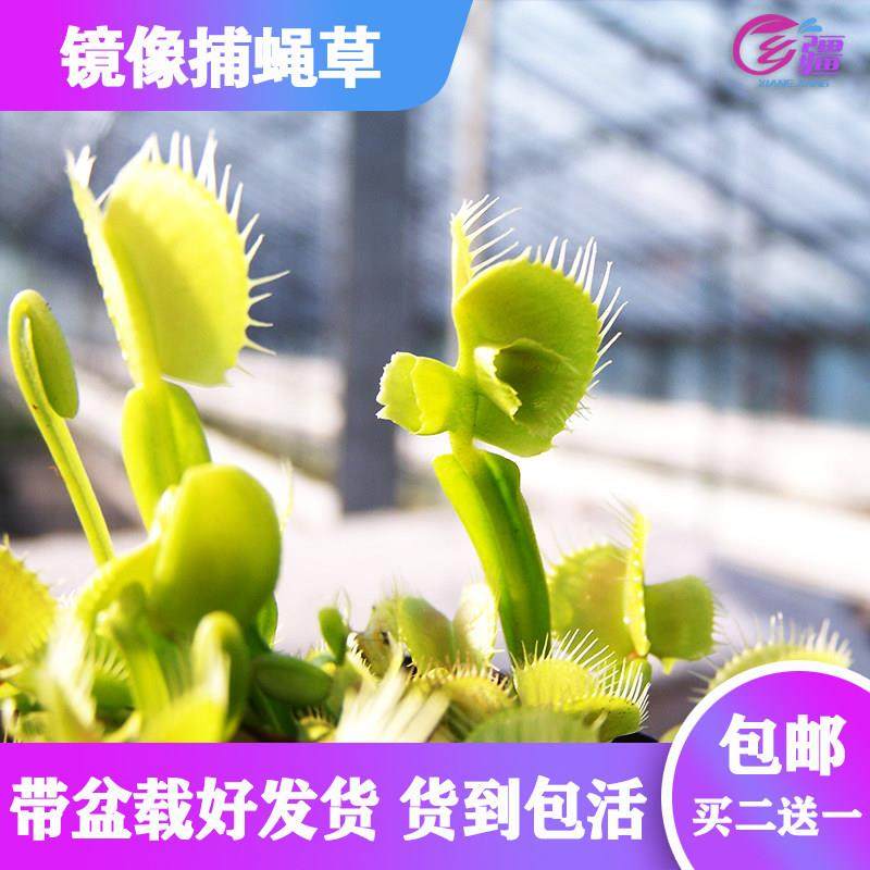 基地直销【镜像捕蝇草】食虫植物稀有品种多肉趣味绿植盆栽,鲜花速递/花卉仿真/绿植园艺,食虫植物,淘宝优惠券,粉丝福利购,淘宝优惠卷