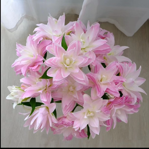 18+周长香水秋百合莲花皇后种球带芽重瓣耐寒耐热庭院阳台绿植