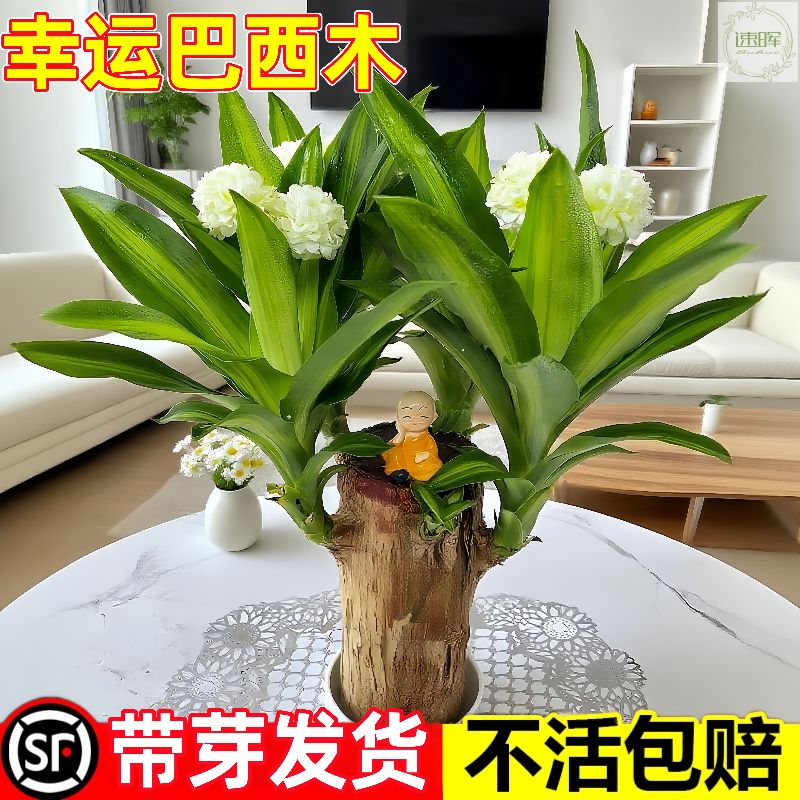 巴西木幸运开花带芽水培植