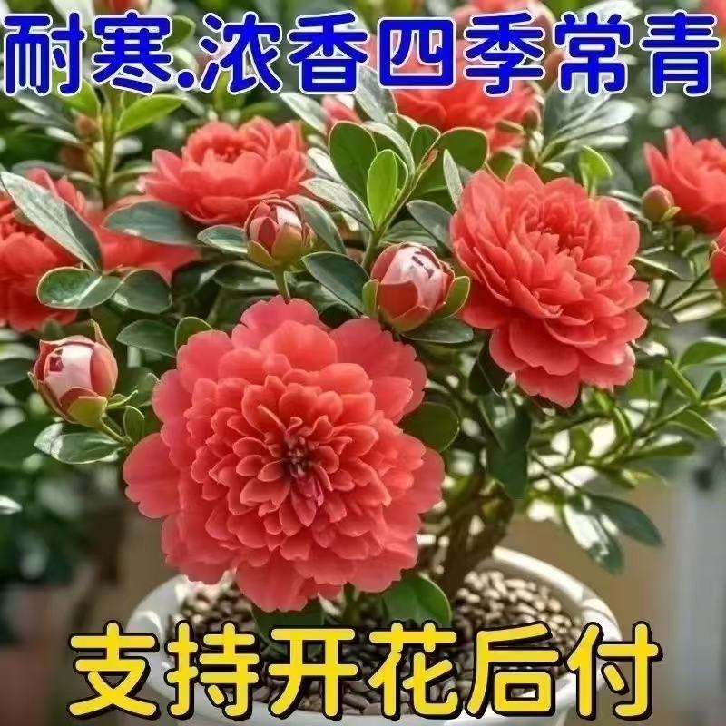 【新品推荐】耐寒盆栽四季