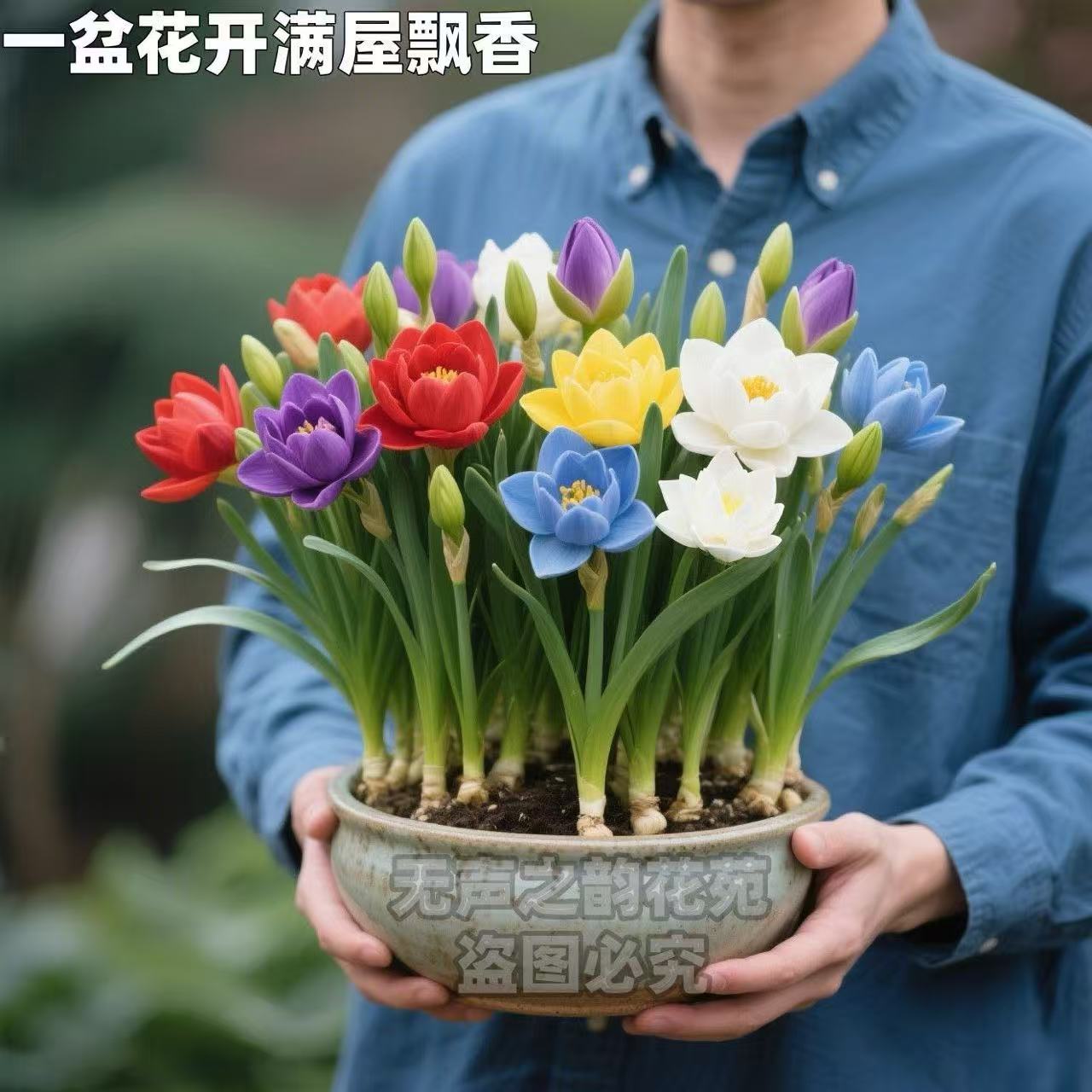 重瓣花卉莲水仙养盆栽四季
