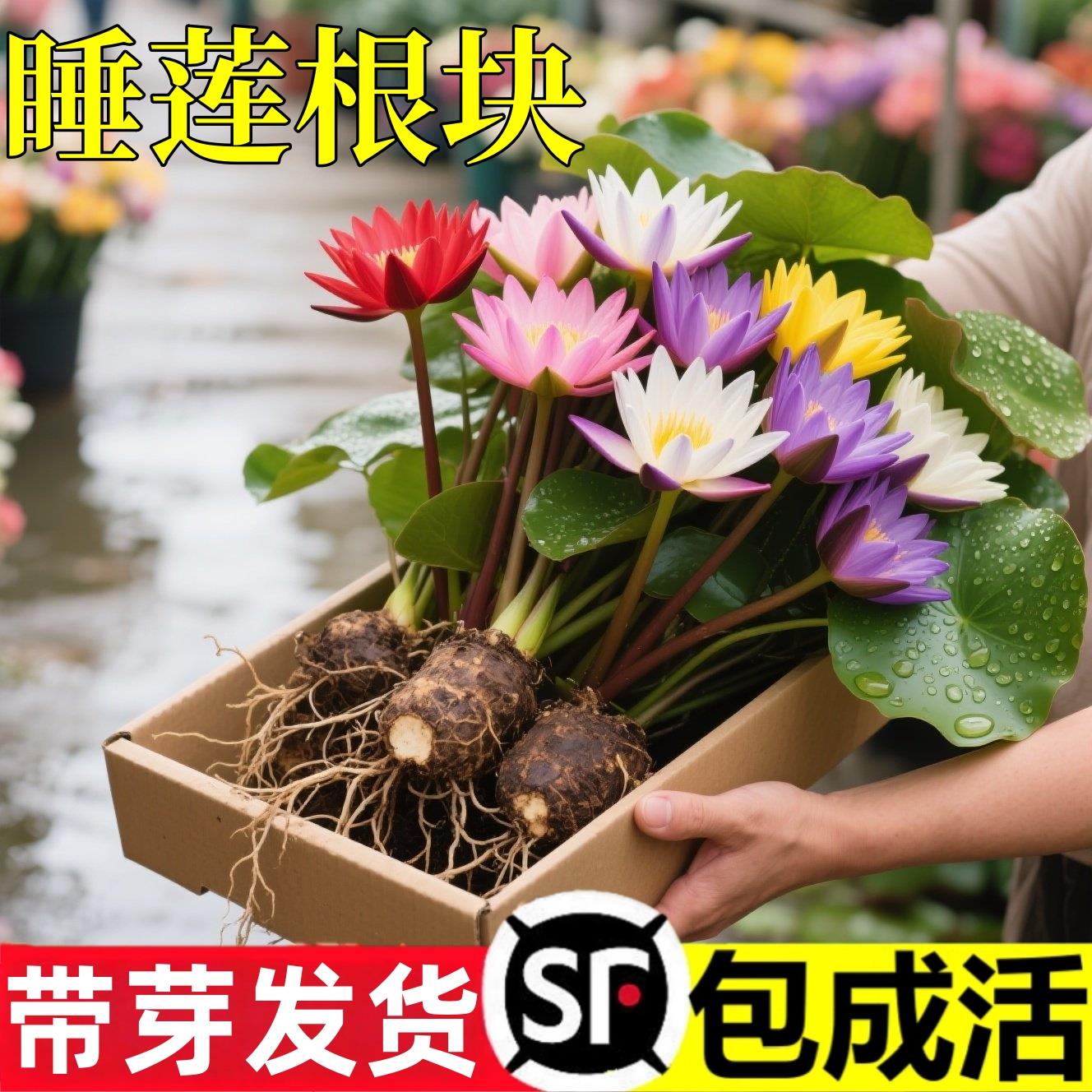 大睡莲根块水培植物庭院鱼