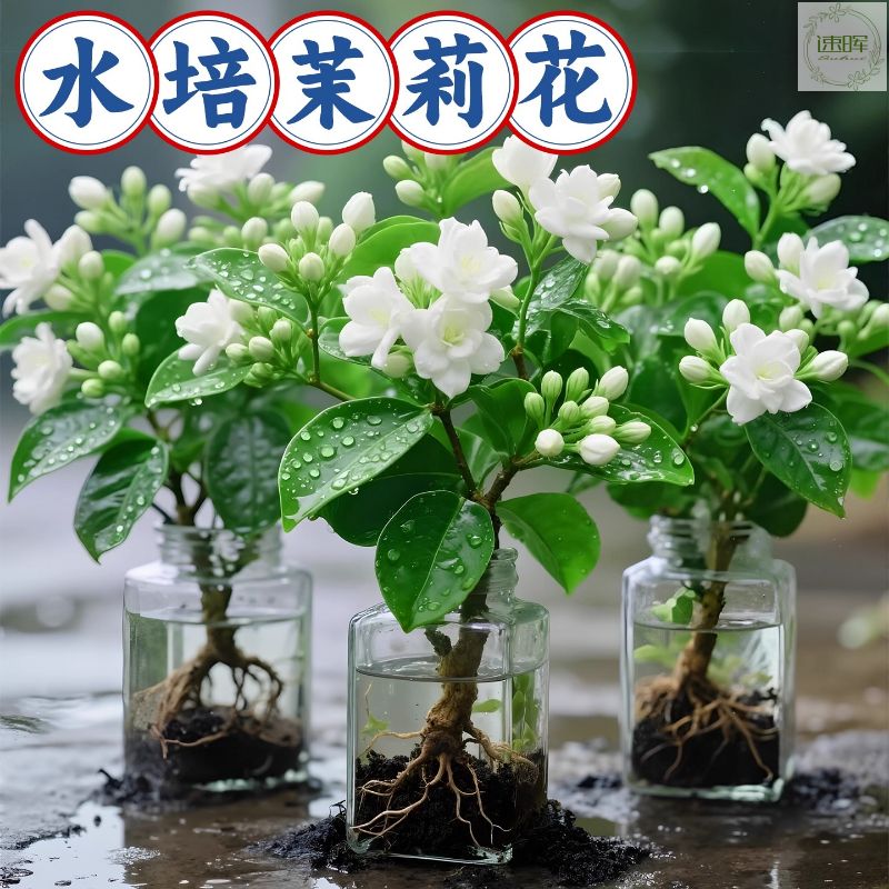 浓香型茉莉花水培盆栽茶植