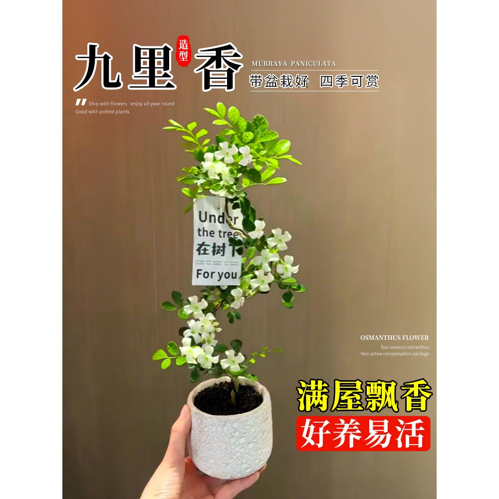 九里香盆栽室内植物花卉办