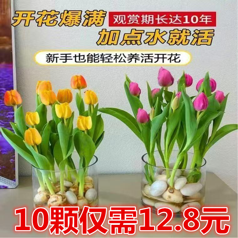 郁金香种球重瓣大球荷兰花卉5五度球水培植物土培盆栽耐寒花种子