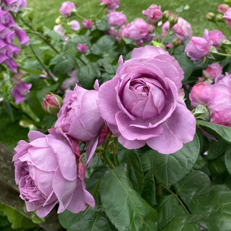 微蓝月季花苗大浓香开紫色