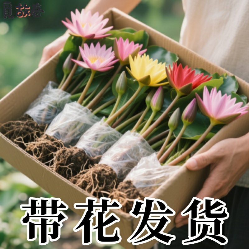 睡莲水培植物四季养花庭院