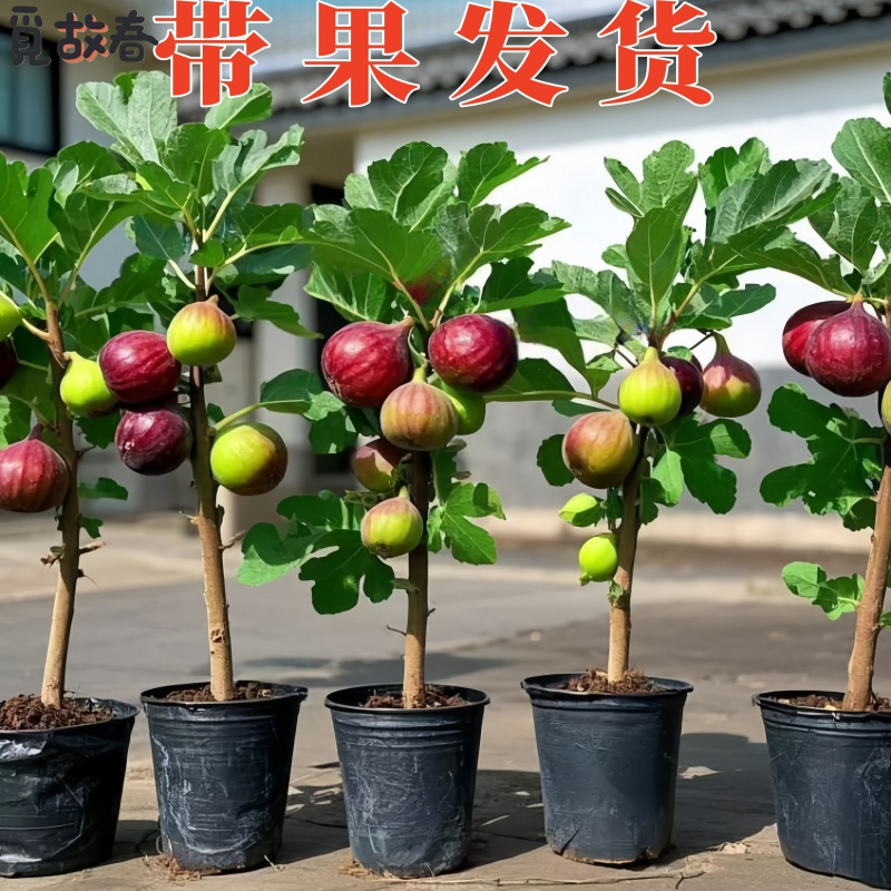 无花果树苗特大带土盆栽四