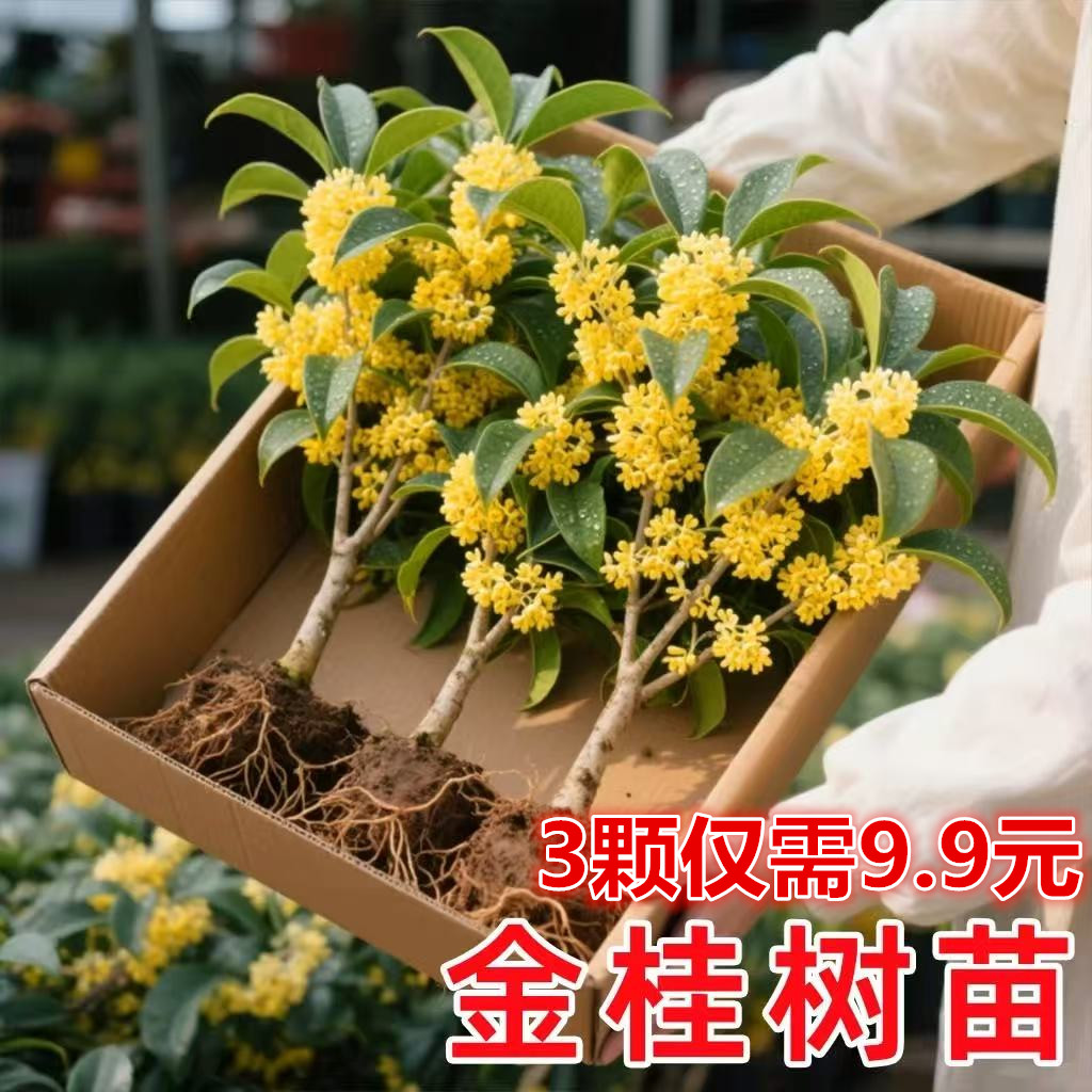 桂花树苗四季盆栽阳台室内