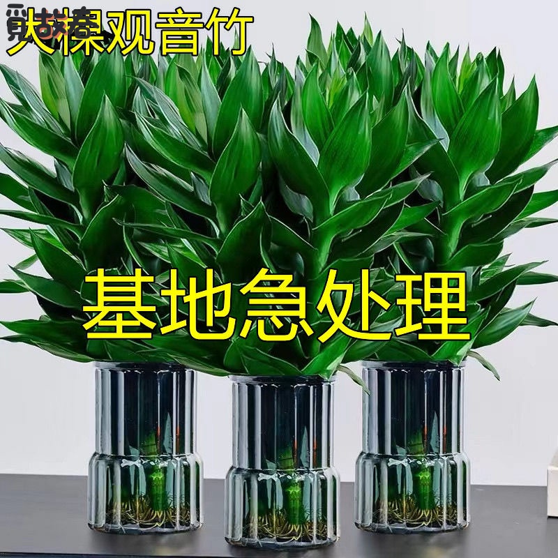 四季招财好运旺宅水培观音