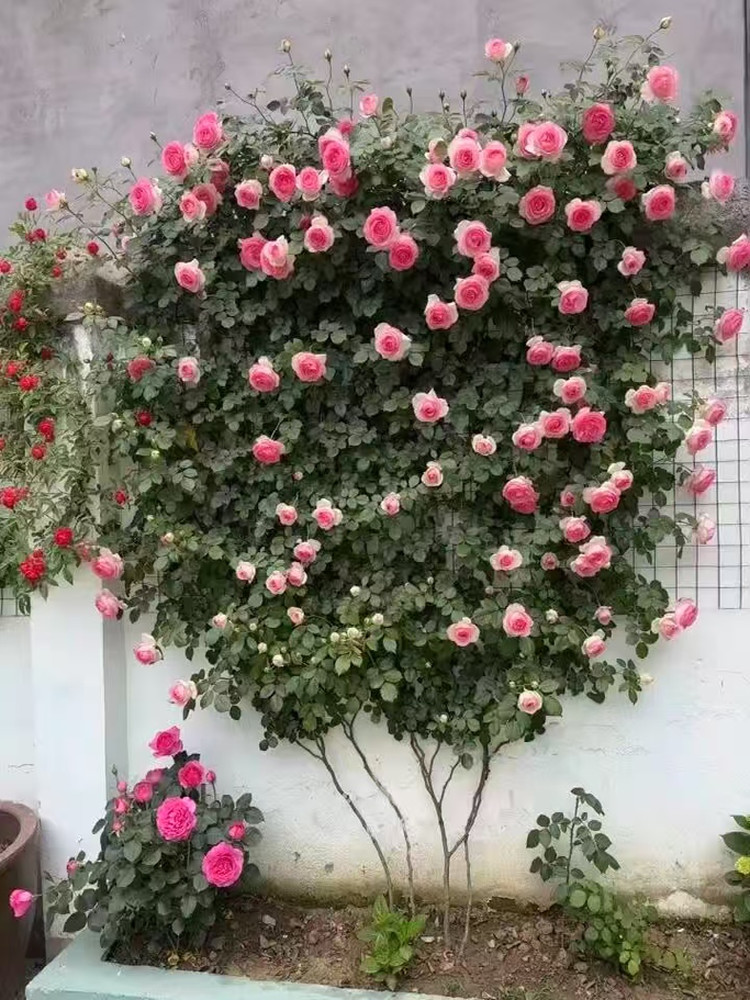 蔷薇花苗爬藤月季花卉植物特大花室外庭院阳台藤本月季玫瑰盆栽花