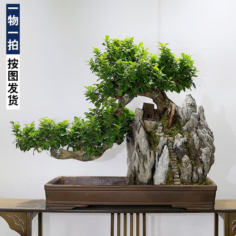 大型榕树盆景老桩悬崖造型山水假山植物室内客厅玄关绿植阳台庭院