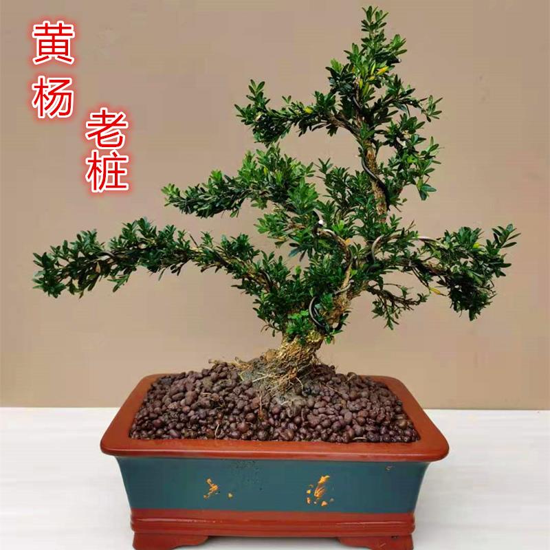 精品雀舌小叶黄杨盆景绿植树桩 造型室内花卉四季常青老桩