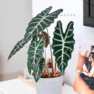大仙女小仙女海芋竹芋室内盆栽桌面黑叶观音莲非洲面具绿植物网红