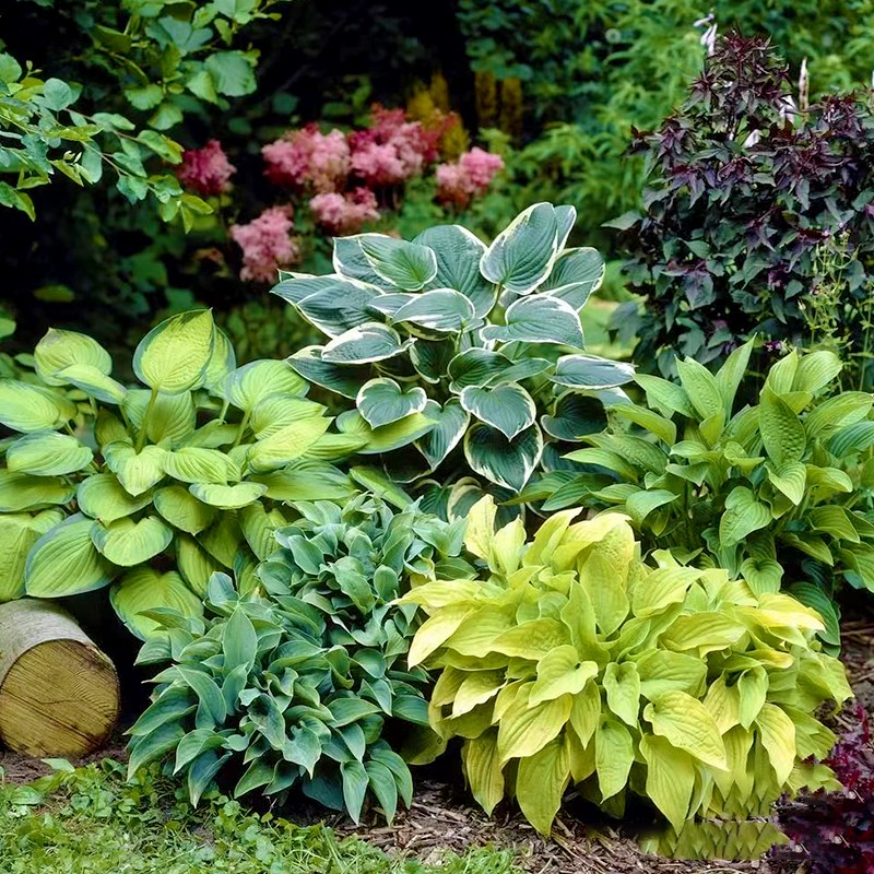 腾飞园艺进口玉簪金边花叶绿叶花卉庭院阳台多年生宿根花镜植物