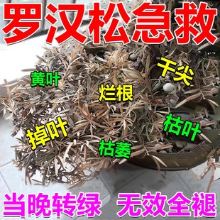 罗汉松专用营养液急救叶枯病黄叶掉叶烂根白粉病大小松树通用肥料