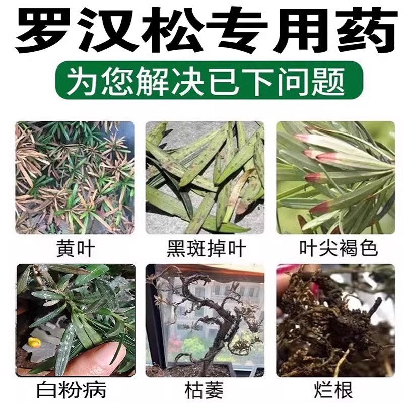 罗汉松白粉病专用药叶枯煤污病预防黄叶枯叶根腐黑松枝枯落叶病Z