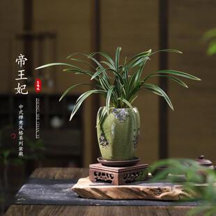 帝王妃兰花建兰年宵花卉盆景办公室内桌面四季常青绿植物好养盆栽