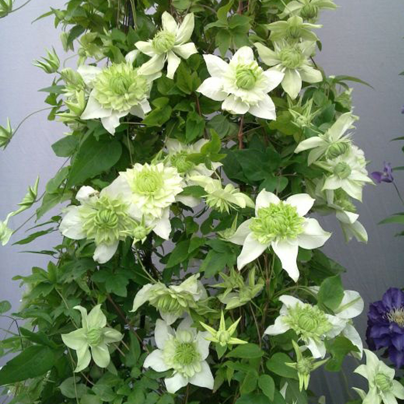 小绿铁线莲花大苗阳台盆栽绿植重瓣大花庭院藤本爬藤攀援植物四季