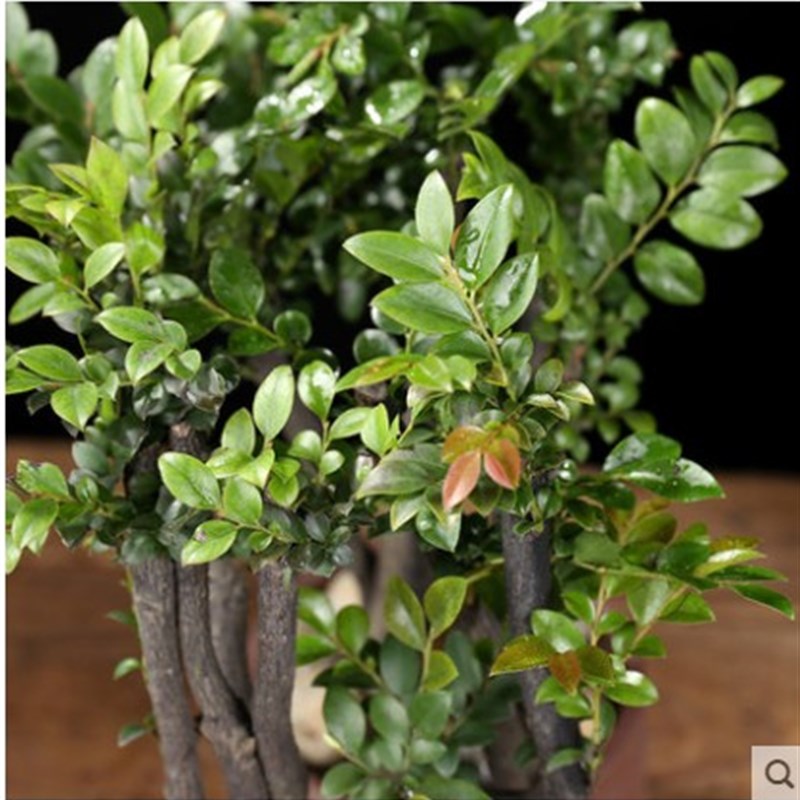 小叶紫檀树苗紫檀树桩盆景室内阳台盆栽花卉绿植耐寒四季常青植物