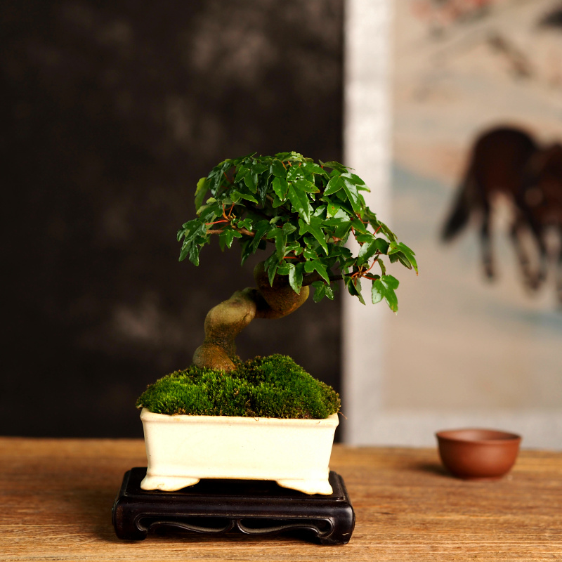 唐枫盆栽微型植物书房茶台办公桌三角枫盆景阳台窗台绿植观叶好养