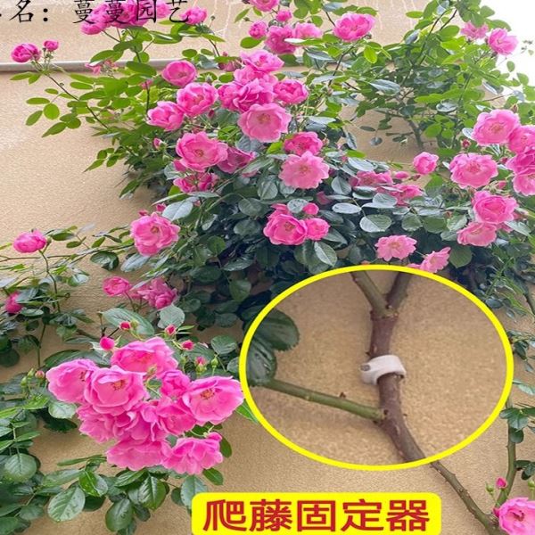 户外爬藤固定器月季蔷薇花枝藤本植物挂墙面牵引墙钉园艺卡