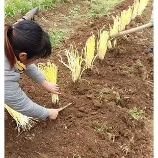 农业省力 遮阳 套筒韭菜塑料罩防晒 韭黄种植黑罩子 家用隔光用