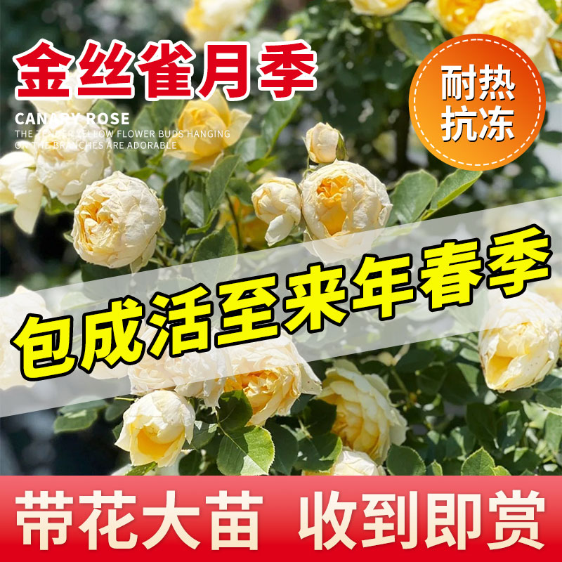 金丝雀月季浓香型小苗盆栽多季开花卉果汁阳台庭院蔷薇大苗带花苞