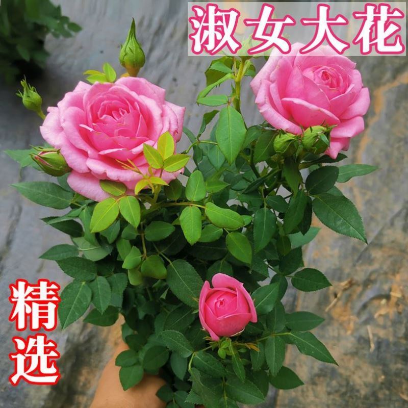浓香型玫瑰月季大花型淑女玫瑰多季开花绿植花卉庭院室内好养花
