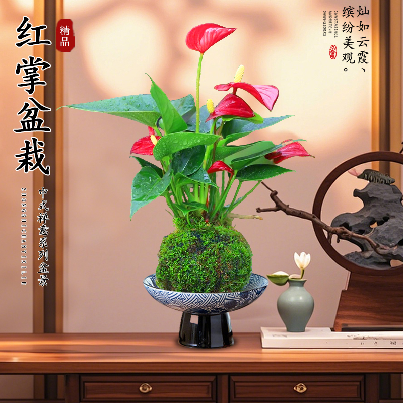 红掌盆栽水培花卉植物阳台室内苔藓球好养绿植物鸿运当头好养易活