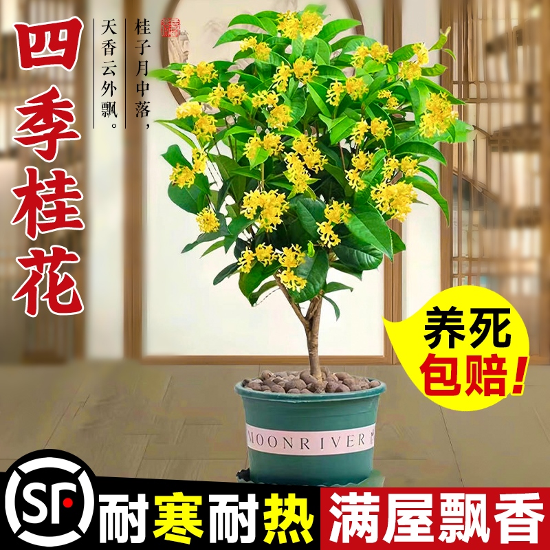 桂花树苗盆栽四季好养客厅浓香型庭院旺宅树耐寒食用金桂花卉绿植